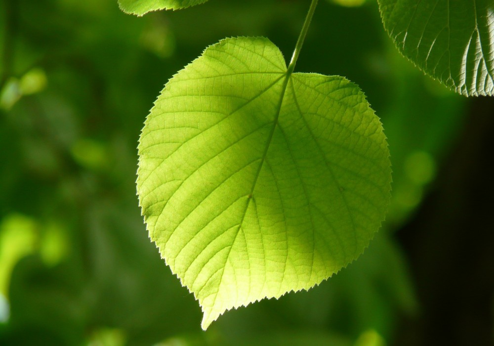 leaf-55859_1920